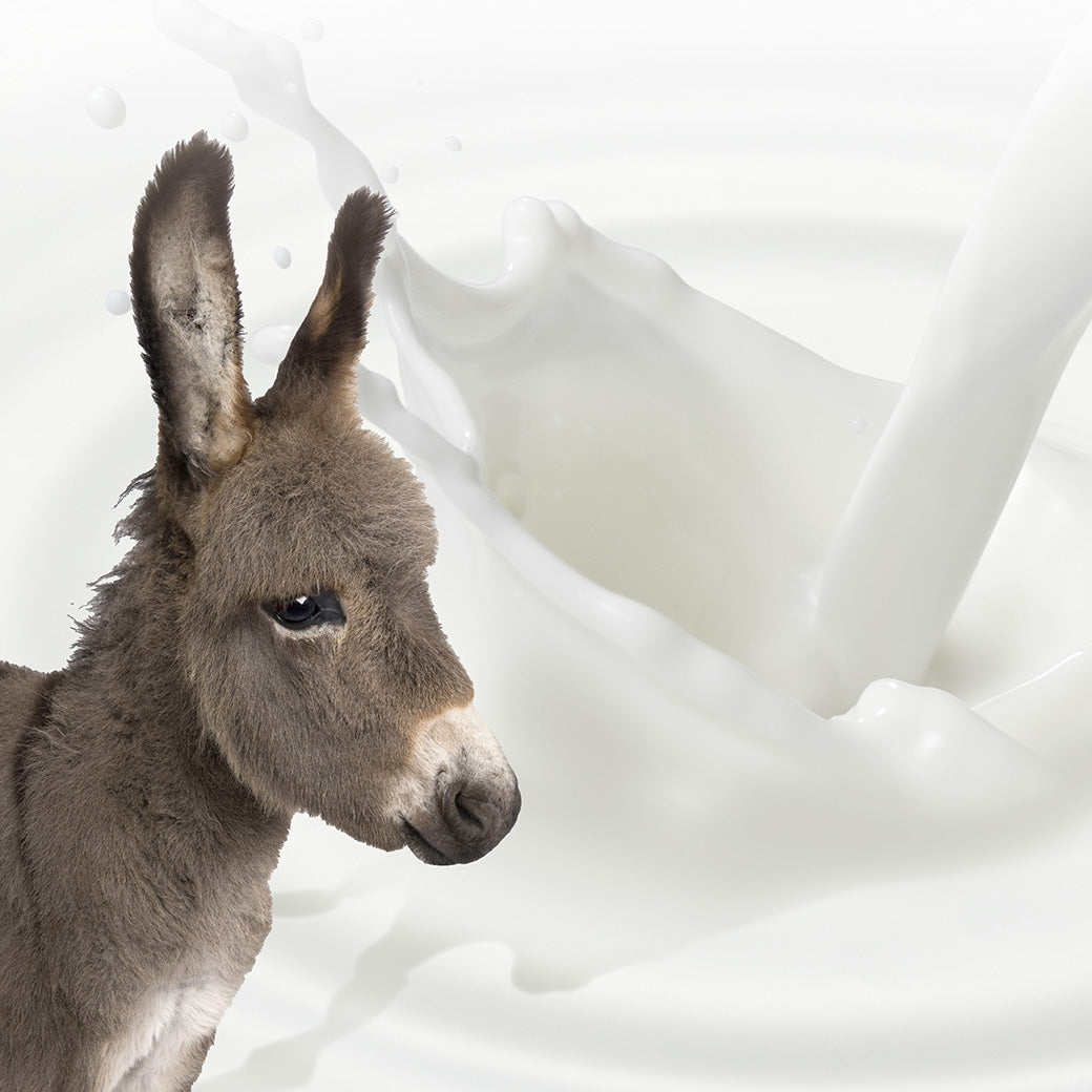 大自然最溫柔、最珍稀的乳汁—驢奶:清潔不再是刺激,而是敏感肌安心修護與柔嫩新生的開始